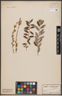 Foto von Salix aurita L. x Salix repens L.